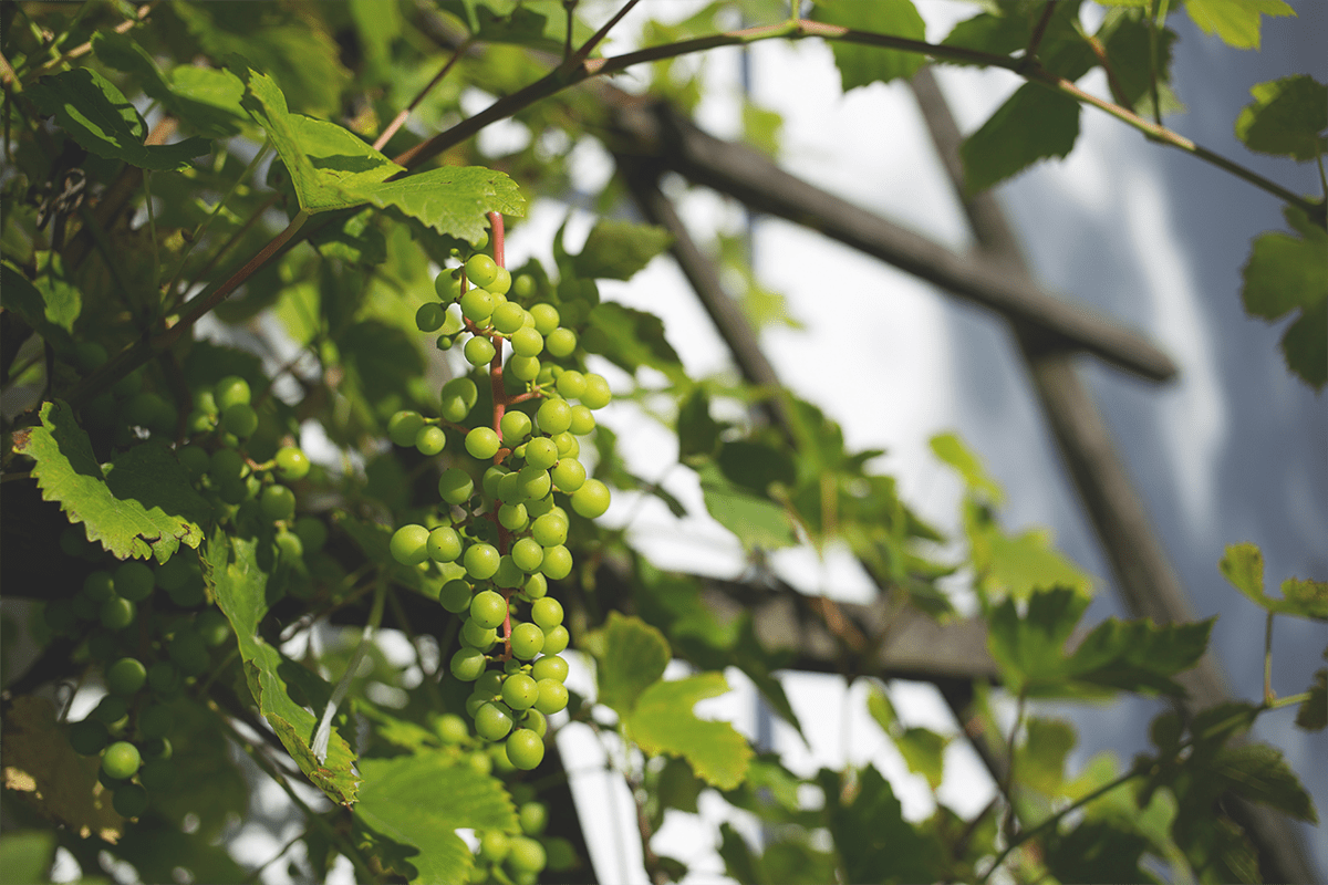 Vendemmia-verde-cos-e-è-perché-se-ne-parla-in-tempo-di-Coronavirus