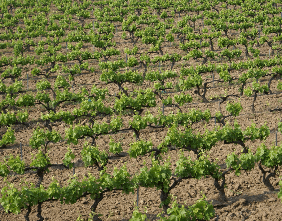 La-Sardegna-in-lotta-per-difendere-il-Cannonau