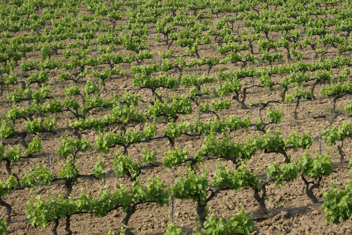 La-Sardegna-in-lotta-per-difendere-il-Cannonau