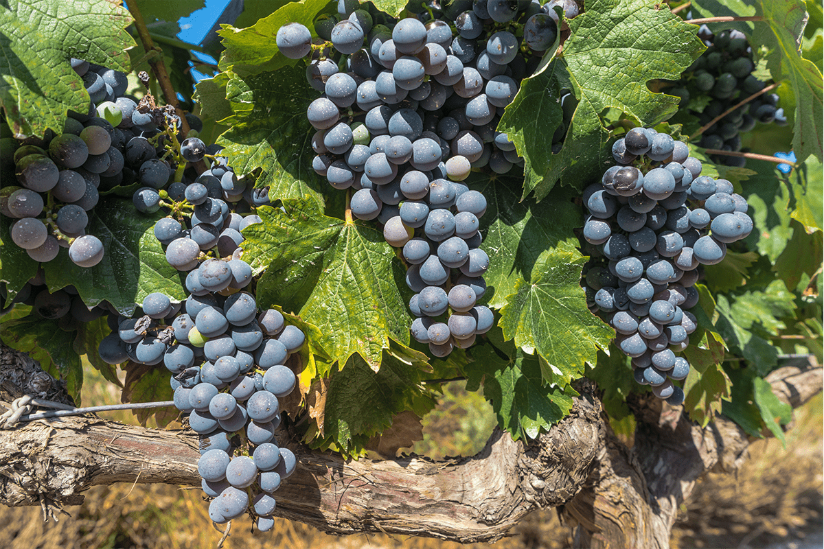 Ode-al-Cabernet-Franc-fratello-minore-o-padre-del-Cabernet-Sauvignon