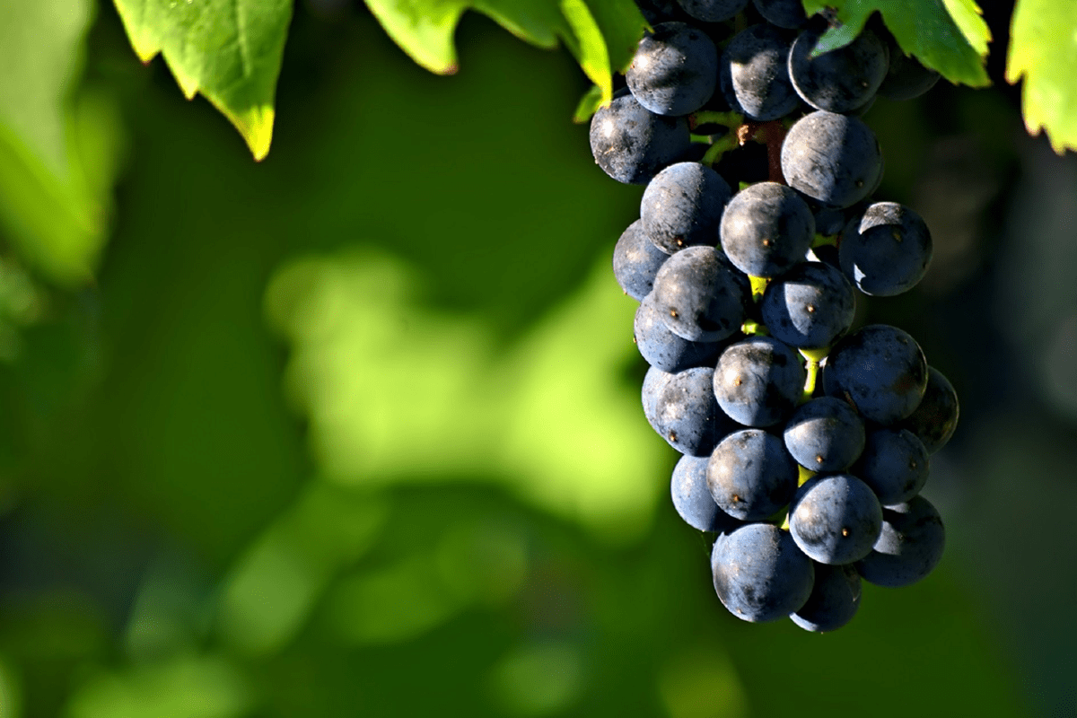 Antociani-ecco-perchè-un-vino-arrossisce