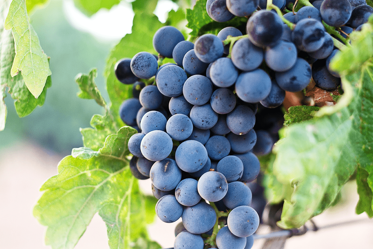 Nerello-e-dintorni-3-cose-da-sapere-sul-Pinot-Nero-del-sud