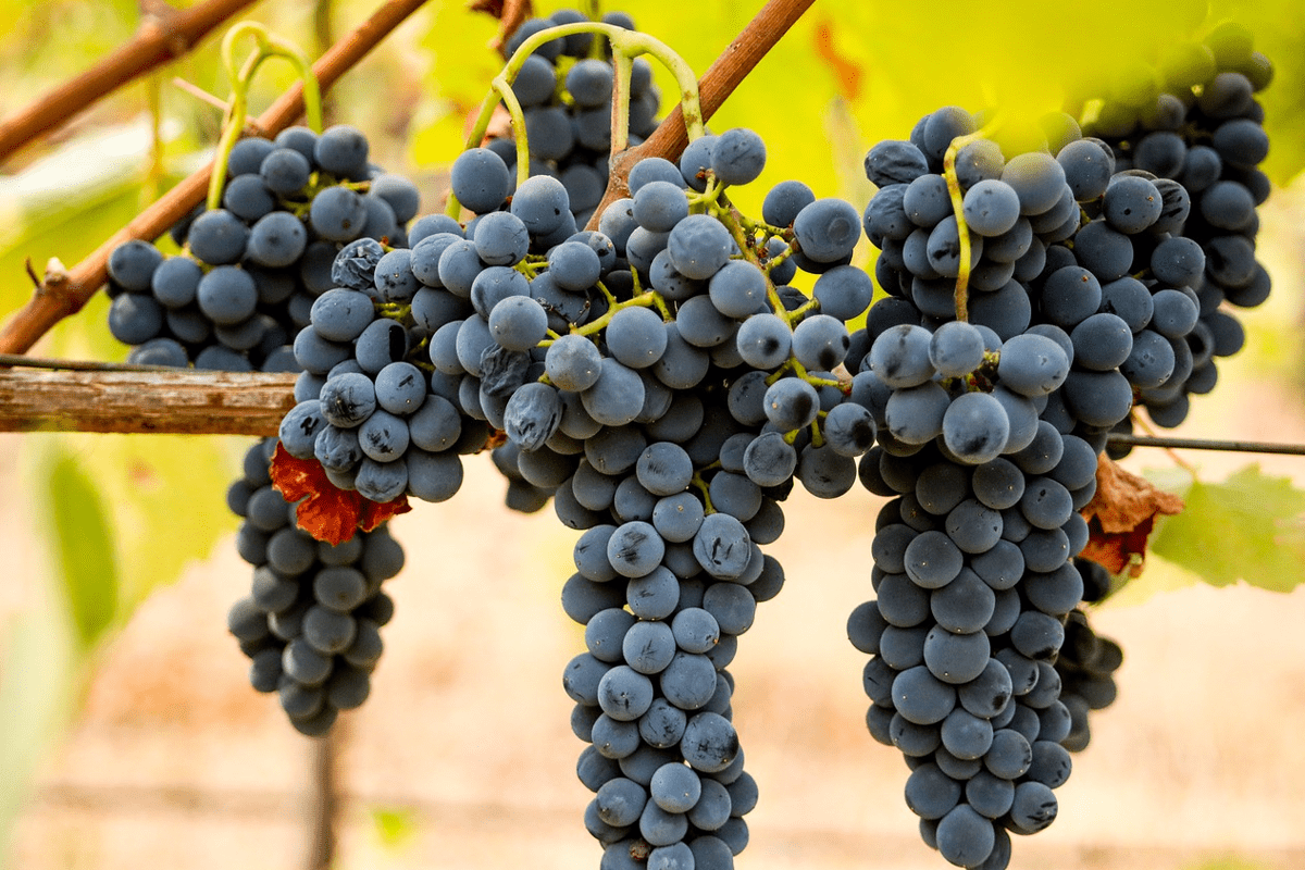 Syrah-e-Shiraz-non-sono-la-stessa-cosa-o-forse-sì