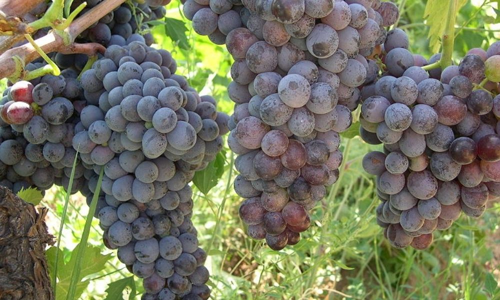 Grappoli di uva Gaglioppo (Autore: Fabio Ingrosso; Fonte:Flickr.com)