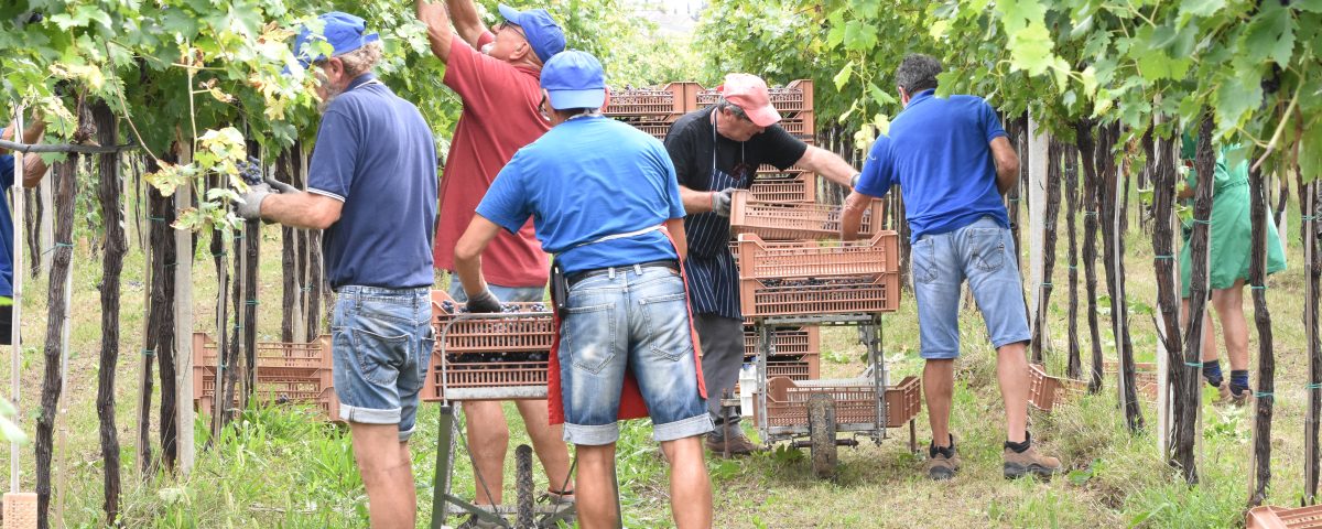 Vendemmia2025Valpolicella
